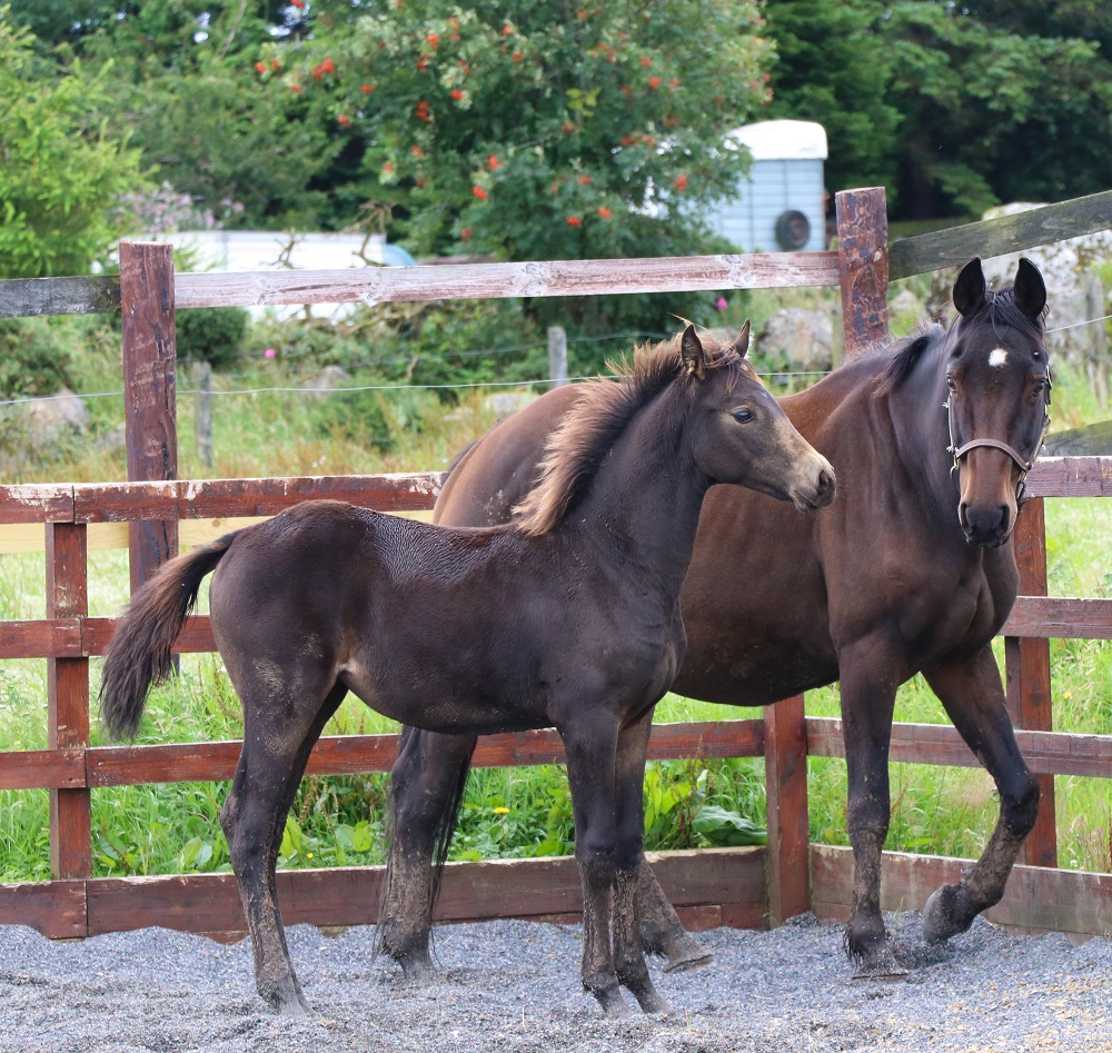 Expat Morgans leading sport stud farm in Europe